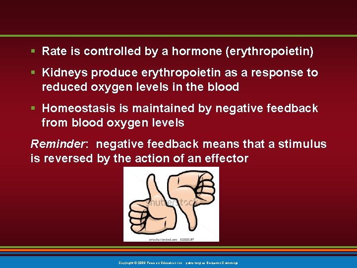 § Rate is controlled by a hormone (erythropoietin) § Kidneys produce erythropoietin as a