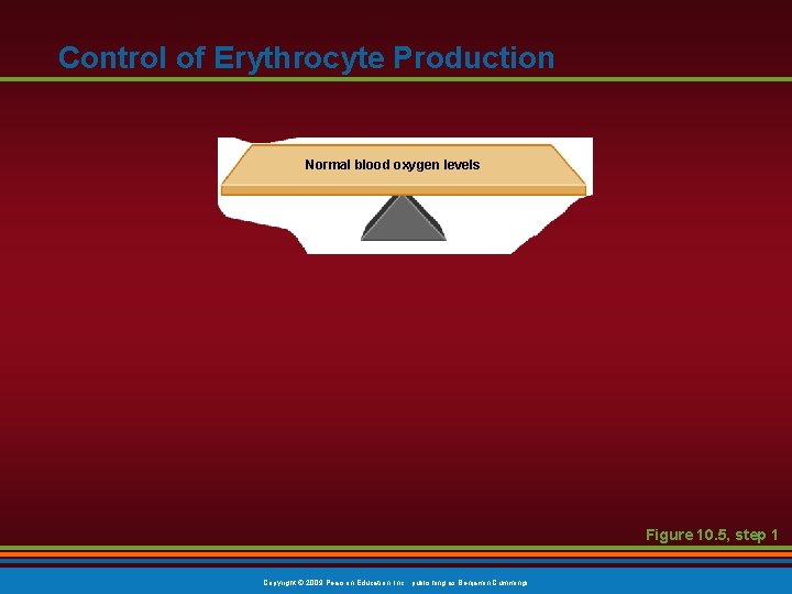 Control of Erythrocyte Production Normal blood oxygen levels Figure 10. 5, step 1 Copyright