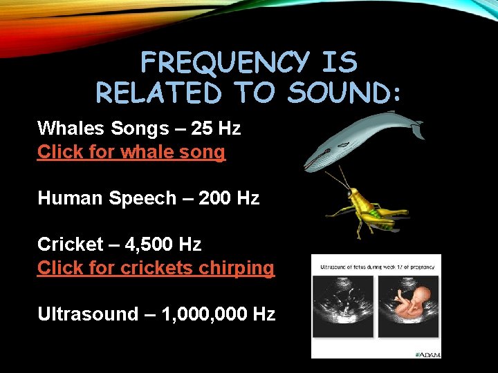 FREQUENCY IS RELATED TO SOUND: Whales Songs – 25 Hz Click for whale song