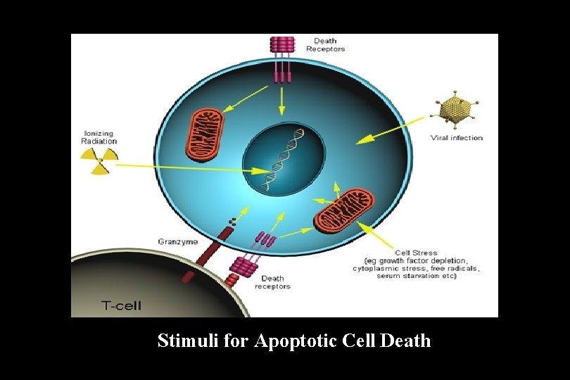 Stimuli for Apoptotic Cell Death 