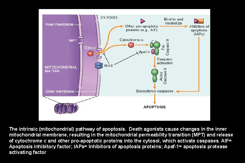 The intrinsic (mitochondrial) pathway of apoptosis. Death agonists cause changes in the inner mitochondrial