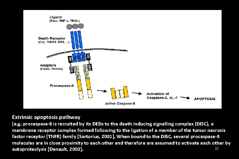 Extrinsic apoptosis pathway (e. g. procaspase-8 is recruited by its DEDs to the death