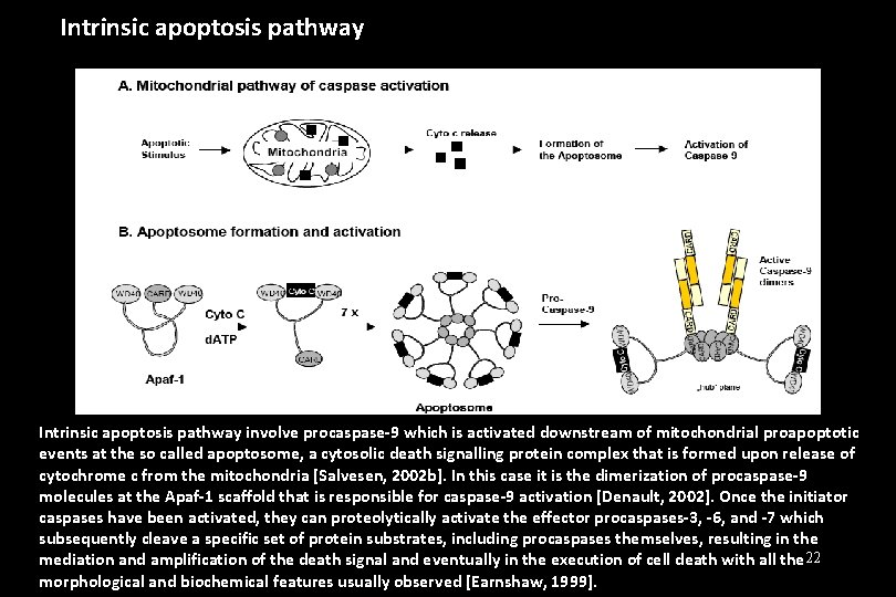 Intrinsic apoptosis pathway involve procaspase-9 which is activated downstream of mitochondrial proapoptotic events at