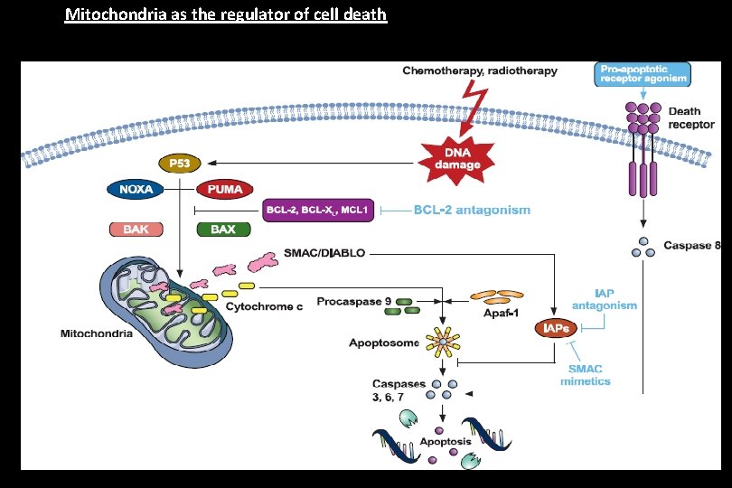 Mitochondria as the regulator of cell death 25 