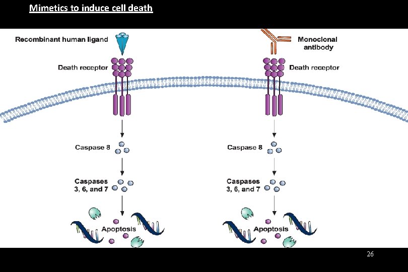 Mimetics to induce cell death 26 