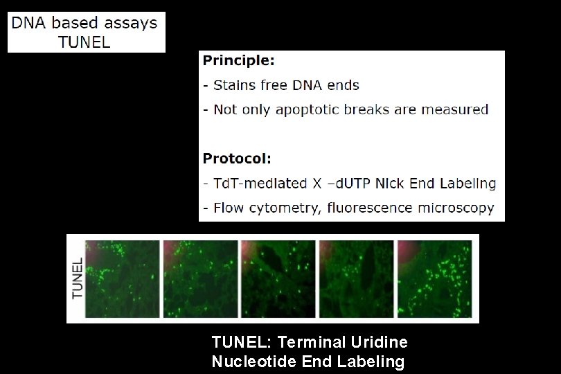 TUNEL: Terminal Uridine Nucleotide End Labeling 