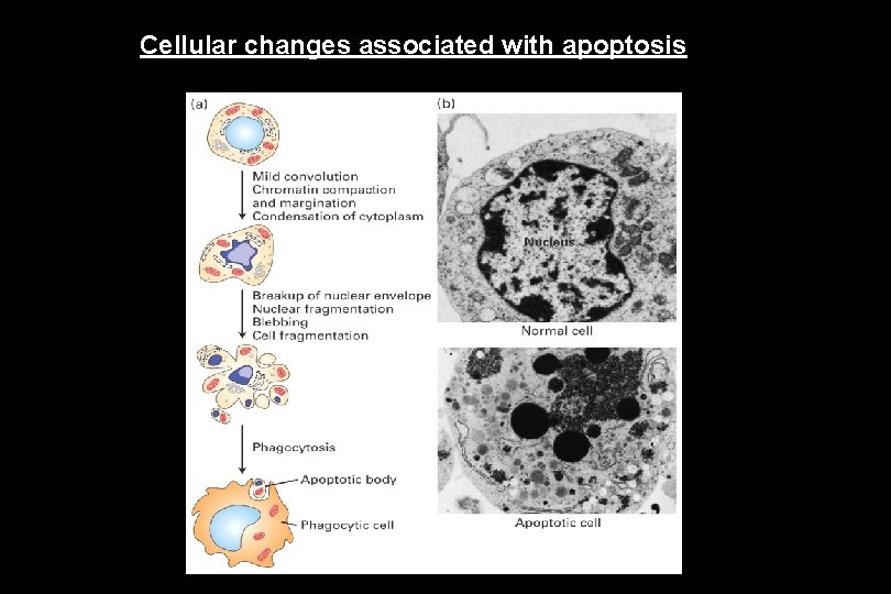 Cellular changes associated with apoptosis 