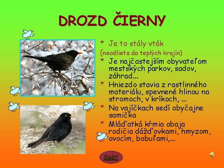 DROZD ČIERNY * Je to stály vták (neodlieta do teplých krajín) * Je najčastejším