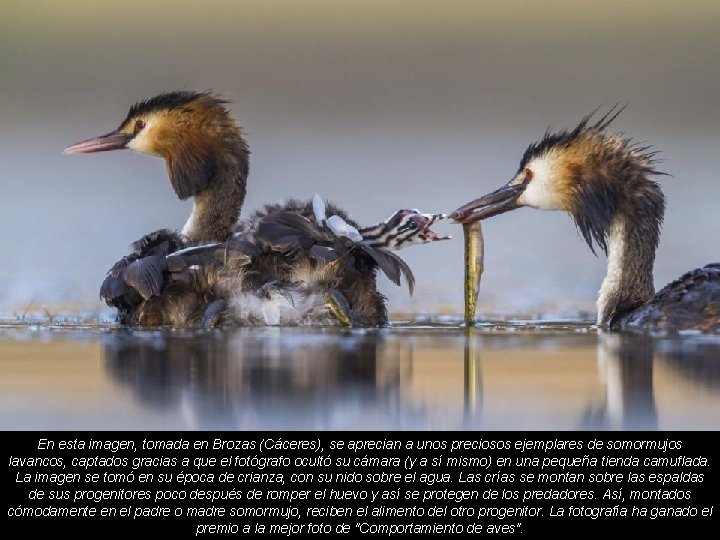 En esta imagen, tomada en Brozas (Cáceres), se aprecian a unos preciosos ejemplares de