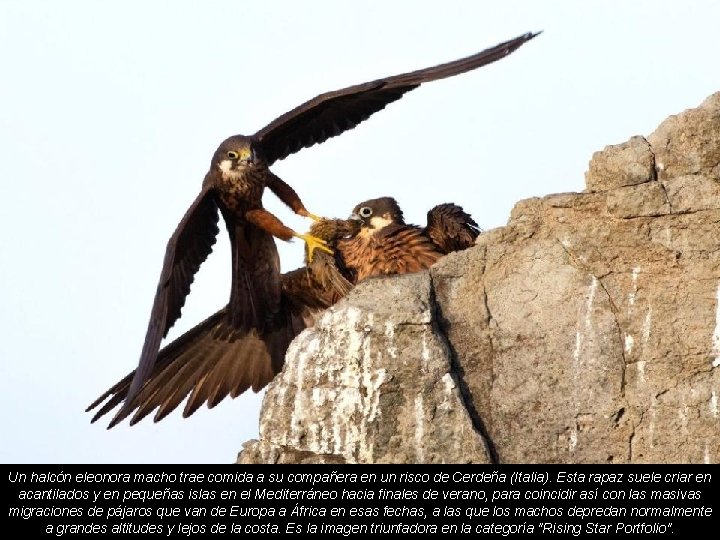 Un halcón eleonora macho trae comida a su compañera en un risco de Cerdeña