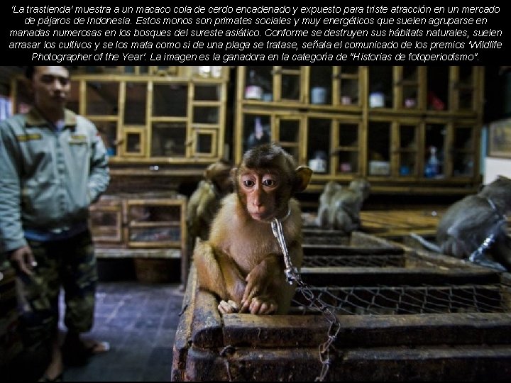 'La trastienda' muestra a un macaco cola de cerdo encadenado y expuesto para triste