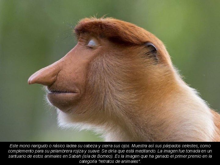 Este mono narigudo o násico ladea su cabeza y cierra sus ojos. Muestra así