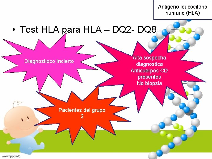 Antigeno leucocitario humano (HLA) • Test HLA para HLA – DQ 2 - DQ