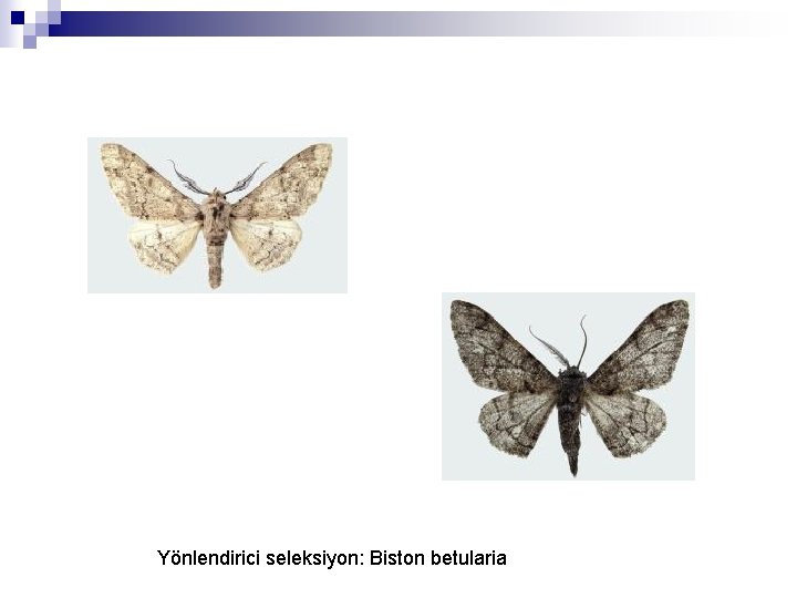 Yönlendirici seleksiyon: Biston betularia 