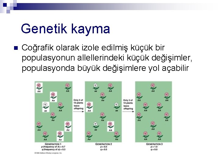 Genetik kayma n Coğrafik olarak izole edilmiş küçük bir populasyonun allellerindeki küçük değişimler, populasyonda