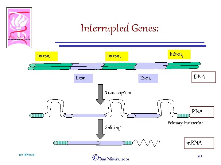 Interrupted Genes: Intron 1 Intron 3 Intron 2 Exon 1 Exon 2 DNA Transcription