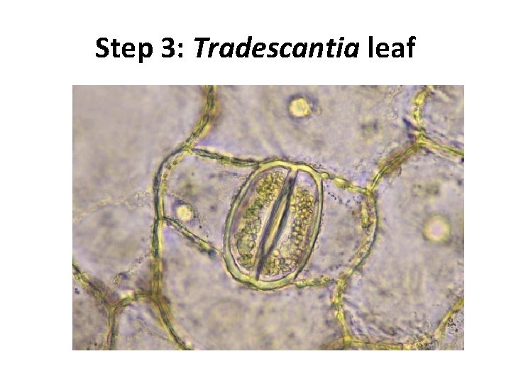 Step 3: Tradescantia leaf Step 3: Tradescantia leaf
