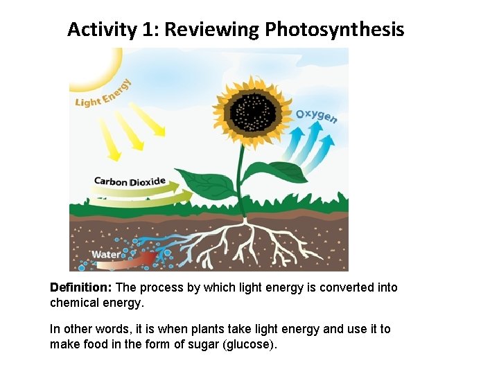 Activity 1: Reviewing Photosynthesis Definition: The process by which light energy is converted into Activity 1: Reviewing Photosynthesis Definition: The process by which light energy is converted into