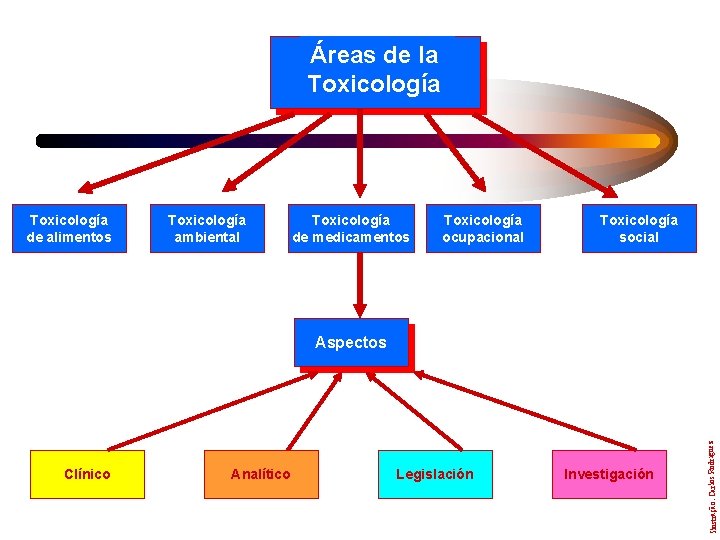 Áreas de la Toxicología de alimentos Toxicología ambiental Toxicología de medicamentos Toxicología ocupacional Toxicología