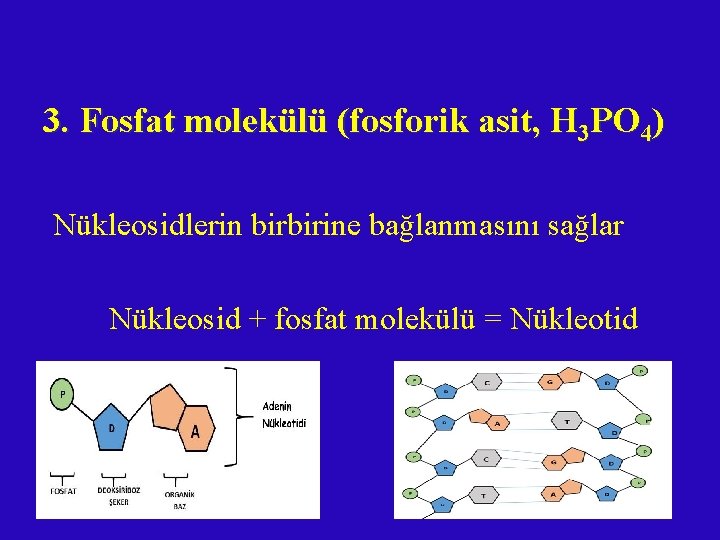 3. Fosfat molekülü (fosforik asit, H 3 PO 4) Nükleosidlerin birbirine bağlanmasını sağlar Nükleosid 3. Fosfat molekülü (fosforik asit, H 3 PO 4) Nükleosidlerin birbirine bağlanmasını sağlar Nükleosid