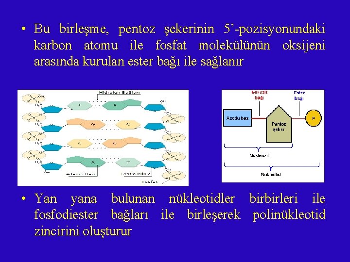  • Bu birleşme, pentoz şekerinin 5’-pozisyonundaki karbon atomu ile fosfat molekülünün oksijeni arasında