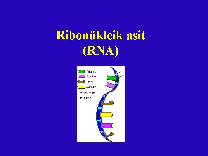 Ribonükleik asit (RNA) Ribonükleik asit (RNA)