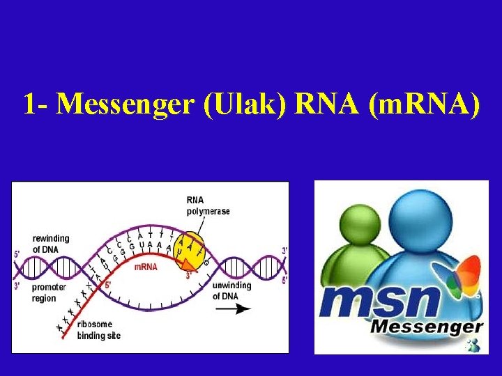 1 - Messenger (Ulak) RNA (m. RNA) 