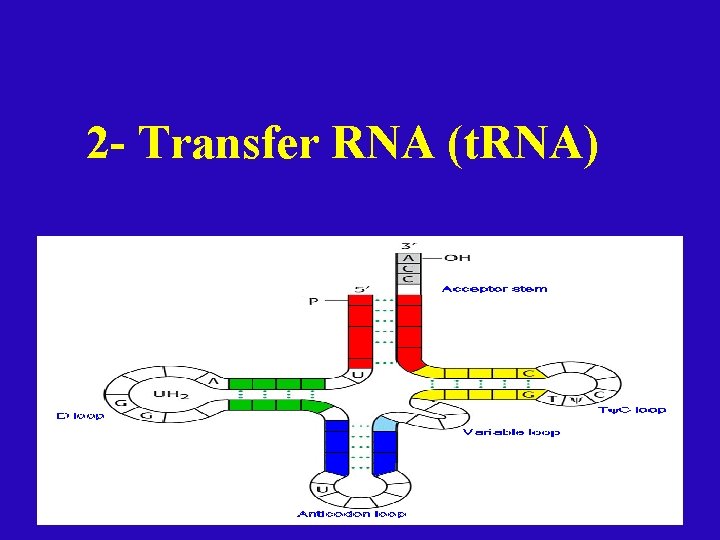 2 - Transfer RNA (t. RNA) 2 - Transfer RNA (t. RNA)
