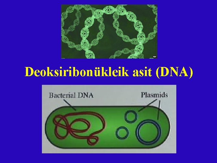 Deoksiribonükleik asit (DNA) 