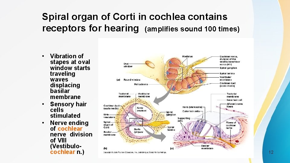 Spiral organ of Corti in cochlea contains receptors for hearing (amplifies sound 100 times)