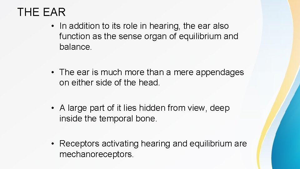 THE EAR • In addition to its role in hearing, the ear also function