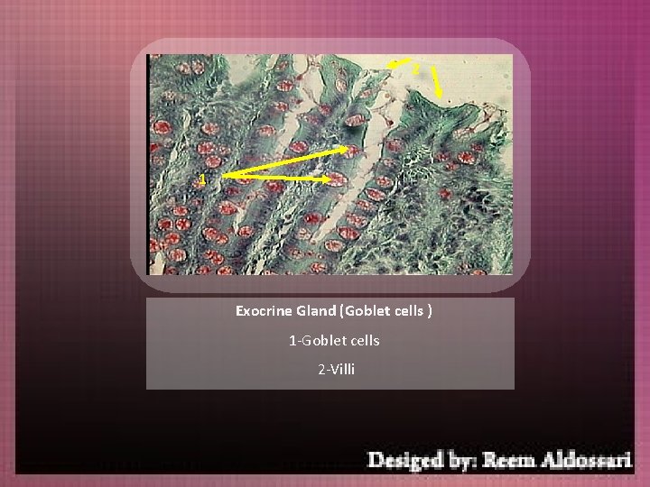 2 1 Exocrine Gland (Goblet cells ) 1 -Goblet cells 2 -Villi 