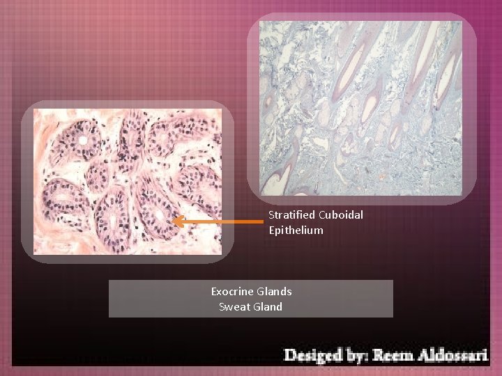 Stratified Cuboidal Epithelium Exocrine Glands Sweat Gland 