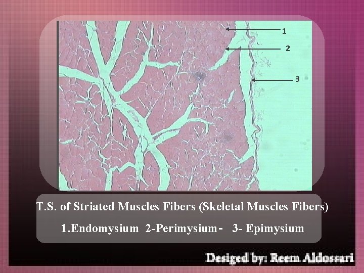 1 2 3 T. S. of Striated Muscles Fibers (Skeletal Muscles Fibers) 1. Endomysium