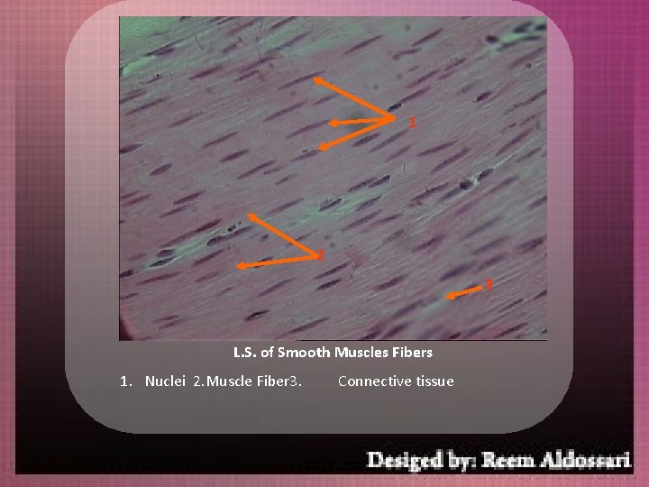 1 2 3 L. S. of Smooth Muscles Fibers 1. Nuclei 2. Muscle Fiber
