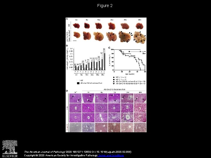 Figure 2 The American Journal of Pathology 2020 1901271 -1283 DOI: (10. 1016/j. ajpath.