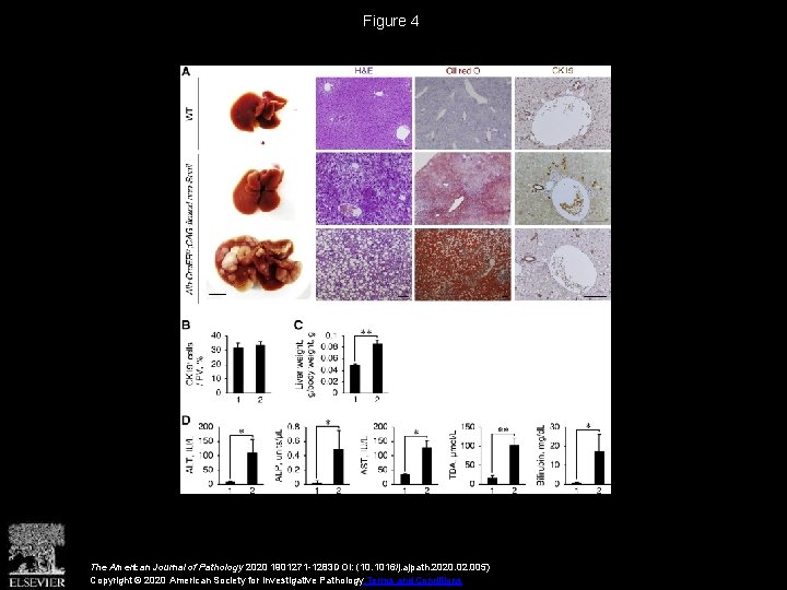 Figure 4 The American Journal of Pathology 2020 1901271 -1283 DOI: (10. 1016/j. ajpath.