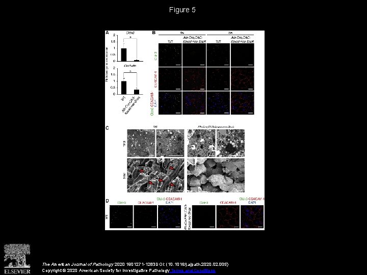 Figure 5 The American Journal of Pathology 2020 1901271 -1283 DOI: (10. 1016/j. ajpath.