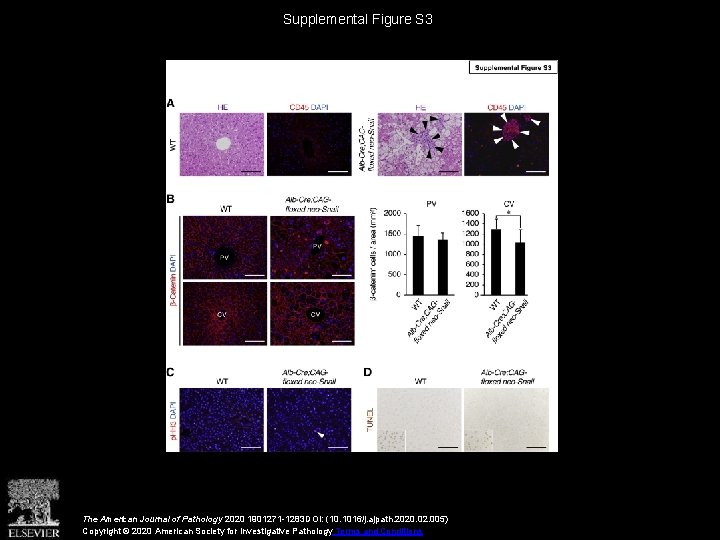 Supplemental Figure S 3 The American Journal of Pathology 2020 1901271 -1283 DOI: (10.