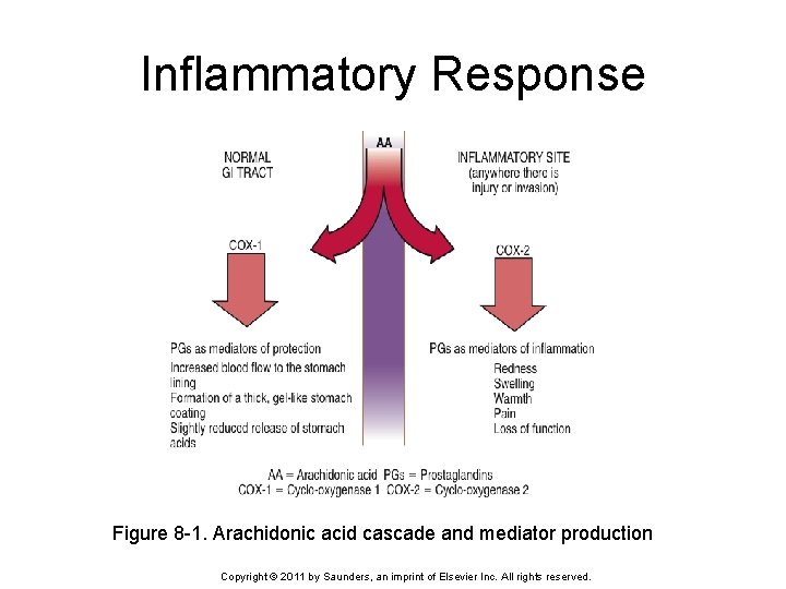 Inflammatory Response Figure 8 -1. Arachidonic acid cascade and mediator production Copyright © 2011