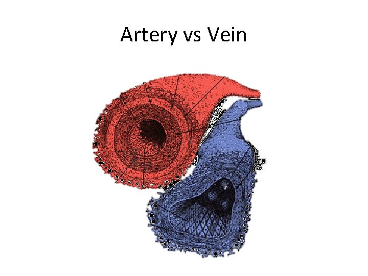 Artery vs Vein  Artery vs Vein
