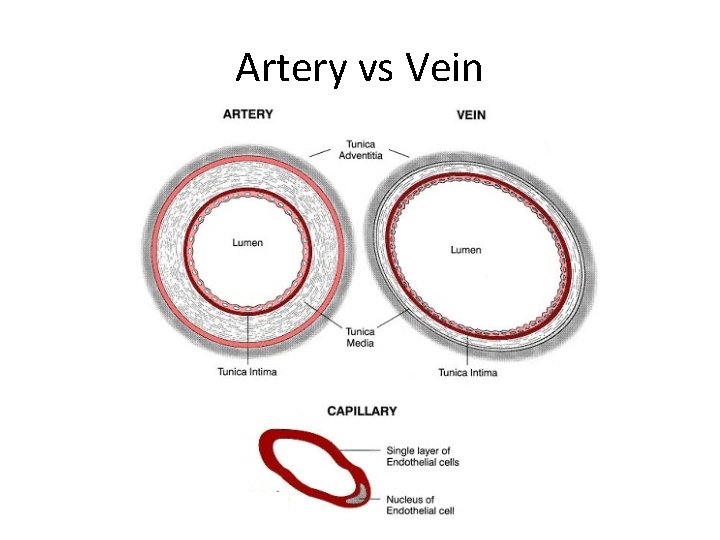Artery vs Vein  Artery vs Vein