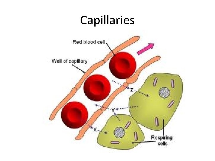 Capillaries  Capillaries