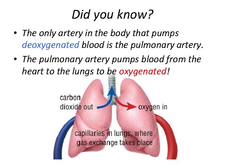 Did you know? • The only artery in the body that pumps deoxygenated blood Did you know? • The only artery in the body that pumps deoxygenated blood