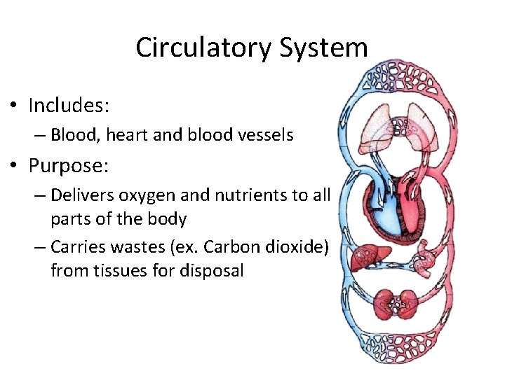 Circulatory System • Includes: – Blood, heart and blood vessels • Purpose: – Delivers Circulatory System • Includes: – Blood, heart and blood vessels • Purpose: – Delivers