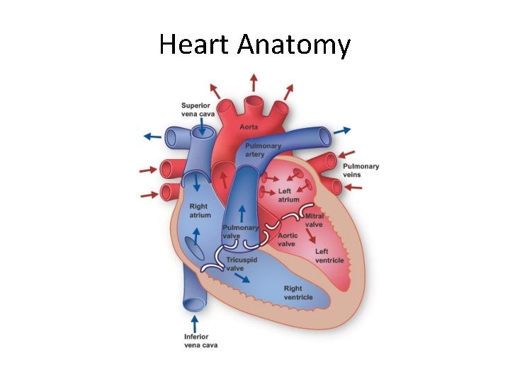 Heart Anatomy  Heart Anatomy