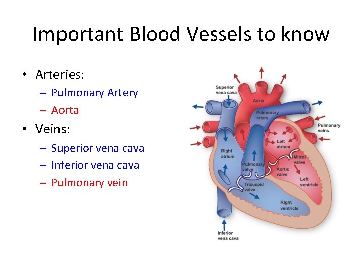 Important Blood Vessels to know • Arteries: – Pulmonary Artery – Aorta • Veins: Important Blood Vessels to know • Arteries: – Pulmonary Artery – Aorta • Veins: