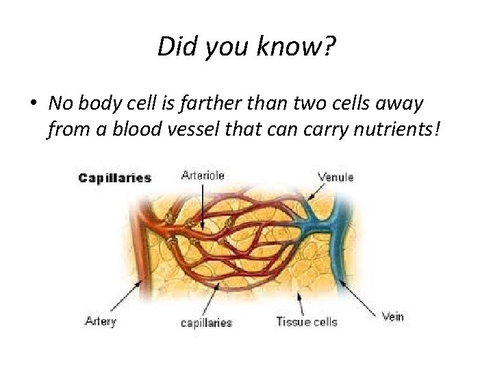 Did you know? • No body cell is farther than two cells away from Did you know? • No body cell is farther than two cells away from