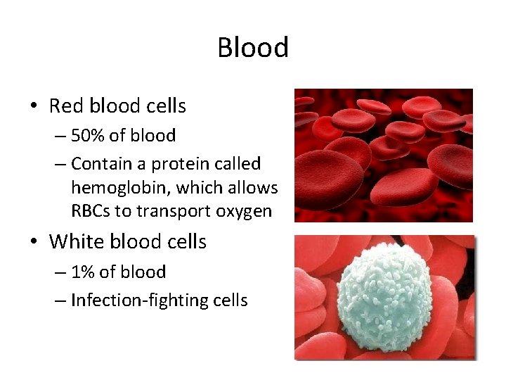 Blood • Red blood cells – 50% of blood – Contain a protein called Blood • Red blood cells – 50% of blood – Contain a protein called