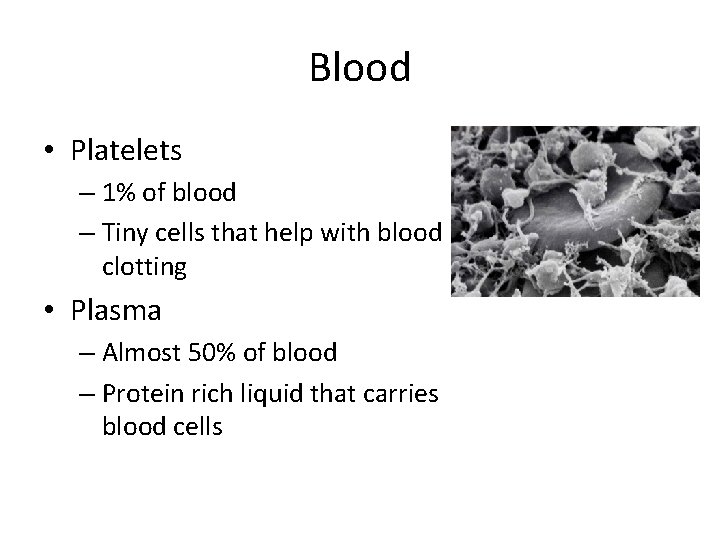 Blood • Platelets – 1% of blood – Tiny cells that help with blood Blood • Platelets – 1% of blood – Tiny cells that help with blood
